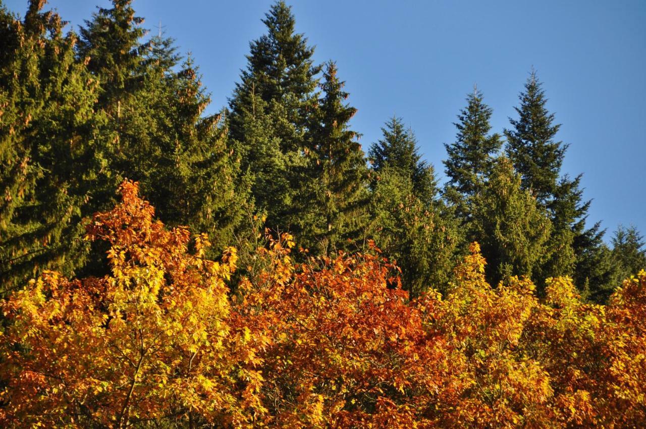 Flair-Hotel Waldfrieden Schwarzatal Bagian luar foto